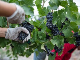 grapes of the Pyrenees